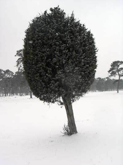 enbonsai